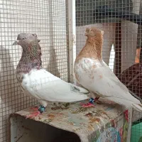 کفتر  رنگه کاکلی مقبول جفتگاه و پرشی