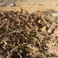 چوب سیب|خدمات باغبانی و درختکاری|اصفهان, باغ زرشک|دیوار