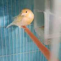 قناری نروماده بسیار آماده به شرط میدم|پرنده|مشهد, قائم|دیوار