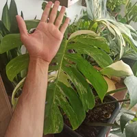مانسترا بورسیجیانا ابلق ، برگ انجیری ابلق|گل و گیاه طبیعی|قم, سالاریه|دیوار