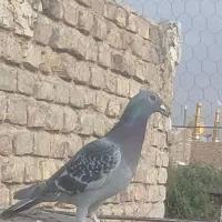 کبوتر فروشی