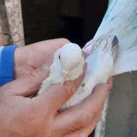 کفتر پشت دری میخوام