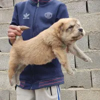 سگ های نژاد دار/ آلابای/ 5 نومن