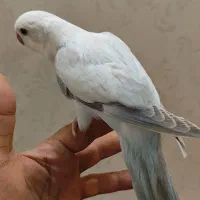 جوجه راهب های کاملادونخور ودستی