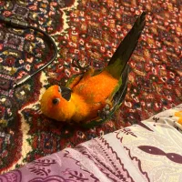 سان کانور خورشیدی|پرنده|اردبیل, |دیوار