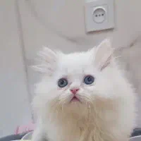 بچه گربه دوماهه چشم ابی یخی