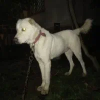 سگ ژرمن و الابای|سگ|سرخرود, |دیوار