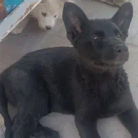 سگ نر و ماده