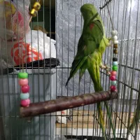 طوطی اسکندر|پرنده|گرمدره, |دیوار