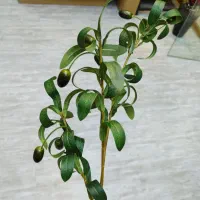 شاخه زیتون وارداتی میوه دار|گل مصنوعی|فردیس, فردیس|دیوار