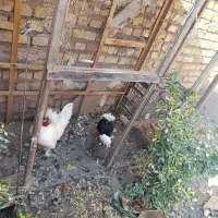 خروس و مرغ تاج دار زیبا|حیوانات مزرعه|قزوین, |دیوار