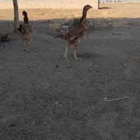 دو عدد مرغ لاری دانگ بالا