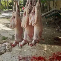گوسفند شاهین ویلا باغستان زنده با کشتارگاه بهداشتی|حیوانات مزرعه|کرج, شاهین‌ویلا|دیوار
