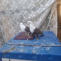 کبوتر نر ماده معاوظه