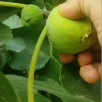 انجیر/ میچینم