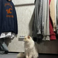 گربه سفید پرشین