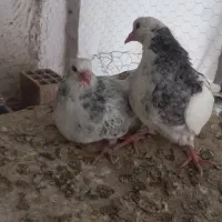 کبوتر پرشی به شرط  پیام بده فیلم بفرستم