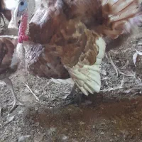 بوقلمون بوربون عمده و تکی