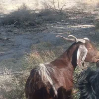 4بز بی بزغاله|حیوانات مزرعه|اسحاق آباد, |دیوار