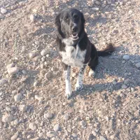 توله قدرجونی آبستن