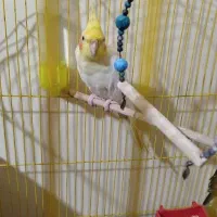 ۳ عدد طوطی سخن گو|پرنده|شاهین دژ, |دیوار