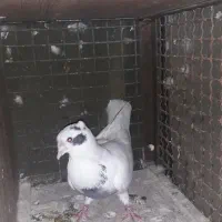 کفتر کبوتر شاپر خال ابی کم خال|پرنده|چرداول, |دیوار