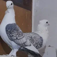 پرنده عروسک