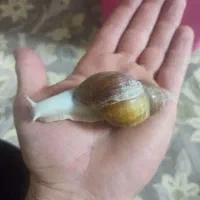 حلزون آلپنو