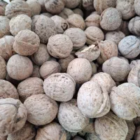 گردو درجه یک پوست کاغذی لرستان