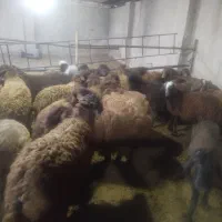 بره گوشتی ریز و درشت