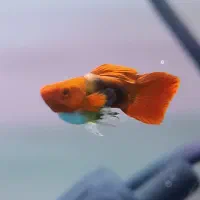 گوپی بالن وکت پوزه بوته