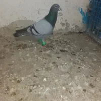 سبز نر صید|پرنده|شیروان (خراسان), |دیوار