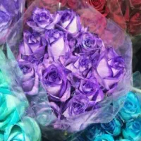 گل رز هلندی