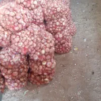 پیازمحلی شناط