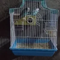 معاوضه نیستم ،(فروشی)|پرنده|قره ضیاالدین, |دیوار