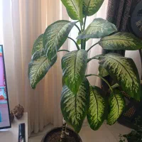 گل دیفن خوب عالی