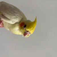 عروس هلندی گمشده