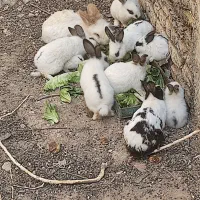 خرگوش|موش و خرگوش|شهرکرد, |دیوار