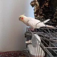 عروس هلندی سخنگو نر