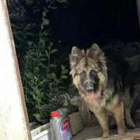 سگ ژرمن گمشده