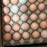 تخم مرغ محلی