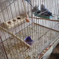 مرغ عشق فروشی|پرنده|دوگنبدان, |دیوار