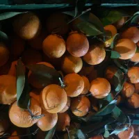 خریدار پرتقال هستیم|فعالیت داوطلبانه تحقیقاتی|قائم‌شهر, |دیوار