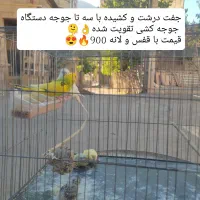 مرغ عشق مولد با جوجه  انواع رنگ ها و نژادها|پرنده|پاوه, |دیوار