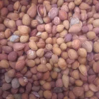 الوک،بادام کوهی