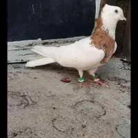 کبوتر گم کردم