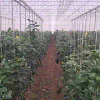 کارگربرا گلخانه