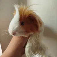 خوکچه هندی فشن|موش و خرگوش|تهران, استخر|دیوار