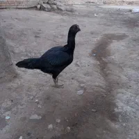 مرغ لاری|حیوانات مزرعه|ثمرین, |دیوار