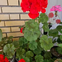 فروش خانه ویلایی وسوله|فروش خانه و ویلا|پارسآباد, |دیوار